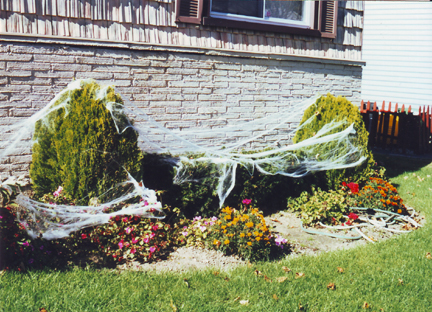 Spider webs anyone??