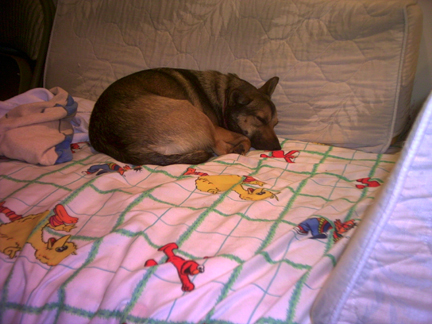 Foxy at rest on pink room bed